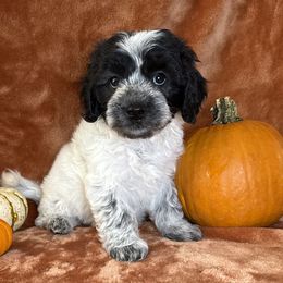 Maple - Black & white female Maltipoo puppy in Bronson, Florida from Tabler Family Puppies
