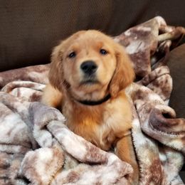Golden Retriever and Goldendoodle Puppies from Doodles at Dewey Acres