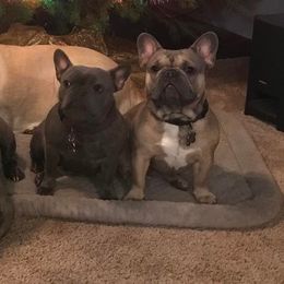 French Bulldogs from Londry’s Frenchie Family