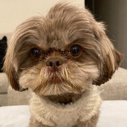 Joy - Shih Tzu