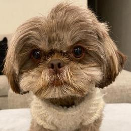 Joy - Shih Tzu