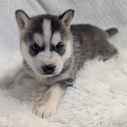 Siberian Husky puppies from Glacier Run Huskies