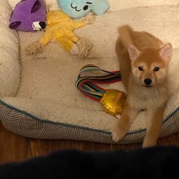 Shiba Inu and Siberian Husky Puppies from Mirage Siberians