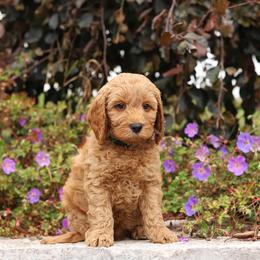Green - Apricot male Australian Labradoodle puppy in Williamstown, New York from Lewis Manor Labradoodles