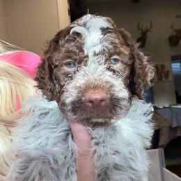 Boy 3 - Brown roan male Lagotto Romagnolo puppy in Sherman, Texas from Texas Lagottos