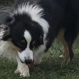 Aussiedoodles, Australian Shepherds, and Poodles from Debbies Aussies NWA/Debbies Doodles NWA