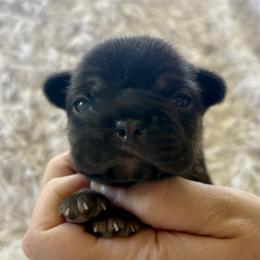 Girl 2 - female French Bulldog puppy in Greeley, Colorado from Mandy Moon French bulldogs