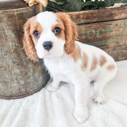 Han Solo - Blenheim male Cavalier King Charles Spaniel puppy in Highland, Utah from Furever Cavaliers