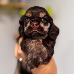 Cocker Spaniel Puppies from Arquivolta Kennel