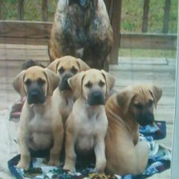 Great Dane Puppies from Strebor Great Danes