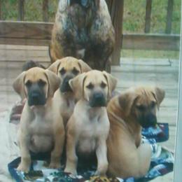 Great Dane Puppies from Strebor Great Danes