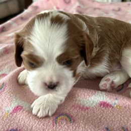 Lady - Blenheim female Cavalier King Charles Spaniel puppy in Orland, Indiana from Place's Cavalier puppies.