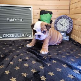 Barbie - Red and white female Bulldog puppy in Hillsdale County, Michigan from KZ Bullies LLC
