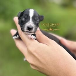 AKC Black Boy 2 - Black male Miniature Schnauzer puppy in Lake Placid, Florida from Love Giver Schnauzers