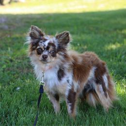 Chuckie - Chihuahua
