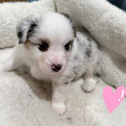 Blue merle girl - Blue merle female Miniature American Shepherd puppy in Strykersville, New York from Hundred Acre Wood Homestead Kennels