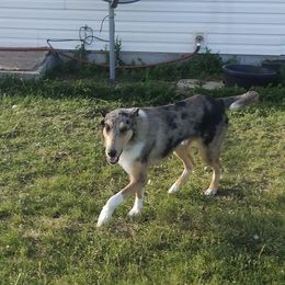 Boy 5 - Blue merle white and tan Collie puppy in Downey, Idaho from Jessica Bischoff