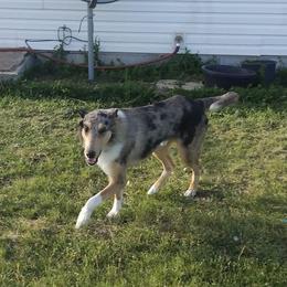 Boy 5 - Blue merle white and tan Collie puppy in Downey, Idaho from Jessica Bischoff