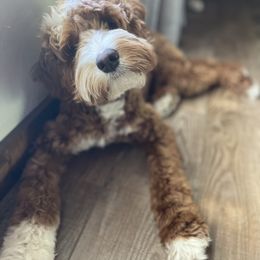 Gracie - Australian Labradoodle
