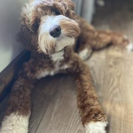 Gracie - Australian Labradoodle