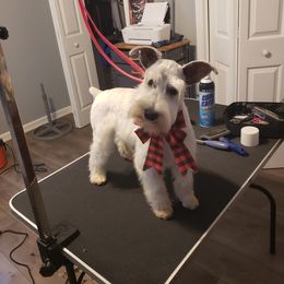 Cal - Miniature Schnauzer