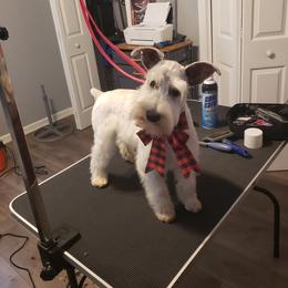 Cal - Miniature Schnauzer