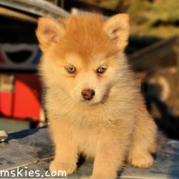 Miss Adler - Pomsky puppy from Big Sky Pomskies