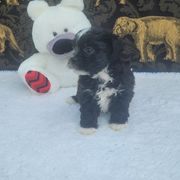 Lilly - Black and white female Shichon puppy in Norfolk, Virginia from Reynolds family