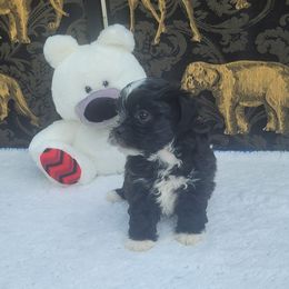 Lilly - Black and white female Shichon puppy in Norfolk, Virginia from Reynolds family