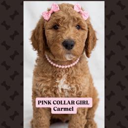 Carmel - Apricot female Goldendoodle puppy in Salem, Oregon from Capital Doodles