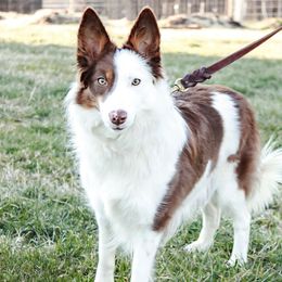 Border Collies from Silver Creek Ridge