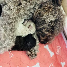 Cockapoo Puppies from Raisingcockapoos