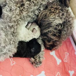 Cockapoo Puppies from Raisingcockapoos