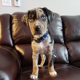 Catahoula Leopard Dog Puppies from ZM Catahoulas