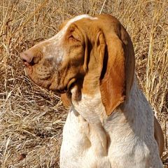 Bracco Italianos, Kleine Munsterlanders, and Spinoni Italiani from Lumpy's Kennels