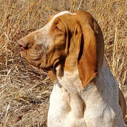 Bracco Italianos, Kleine Munsterlanders, and Spinoni Italiani from Lumpy's Kennels