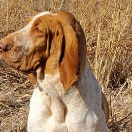 Bracco Italianos, Kleine Munsterlanders, and Spinoni Italiani from Lumpy's Kennels