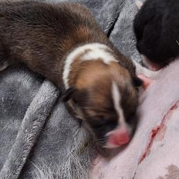Sable boy - Sable male Pembroke Welsh Corgi puppy in Purcellville, Virginia from Rhone River Farm Pembroke Welsh Corgis