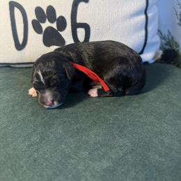 Red - Black and white female Bernedoodle puppy in Bellevue, Iowa from Blended Acres & Kennels