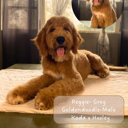 Reggie - Red  male Goldendoodle puppy in Milan, Georgia from Joe and Dogs