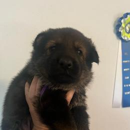 Mochi - Sable female German Shepherd puppy in Boerne, Texas from Sudenblick German Shepherds