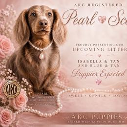 Dachshund puppies from Blush & Lace Aussie & Dachshund Co.