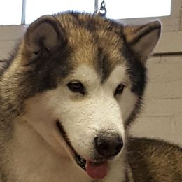 Ketch - Alaskan Malamute