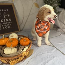 Goldendoodle Puppies from Unike Puppies