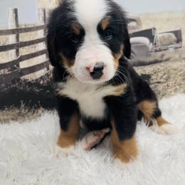 Brown - Black rust and white male Bernese Mountain Dog puppy in Harrisburg, North Carolina from Bunn Ranch Goldens & Bernese