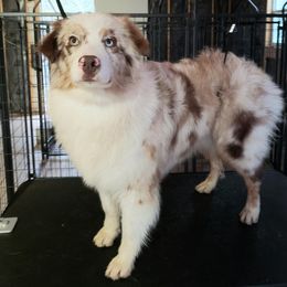 Gracey - Australian Shepherd
