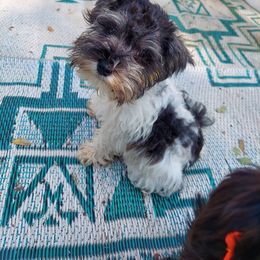 Miniature Schnauzer Puppies from Texas Dreams Mini Schnauzers