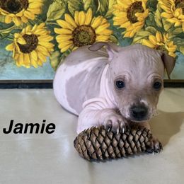 Jamie - Red and white male American Hairless Terrier puppy in Buckingham, Illinois from Gaus Hof