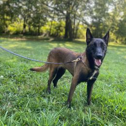 Sophie - Belgian Malinois