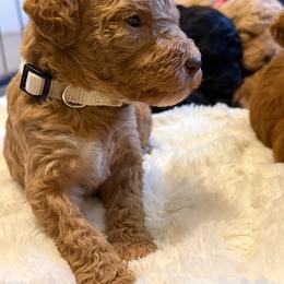 Stetson - Apricot male Poodle puppy in Dayton, Washington from Country Sundance Poodles